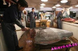 Япония. Рыбный рынок Цукидзи.