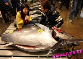 Япония. Рыбный рынок Цукидзи.