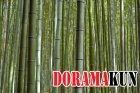 Япония. Бамбуковые рощи.