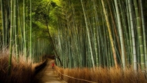 Япония. Бамбуковые рощи.