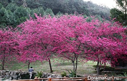 Цветение вишни, Тайвань. Фото