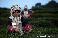 Как собирают чай в Таиланде