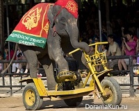 Слоны-велосипедисты (Таиланд)
