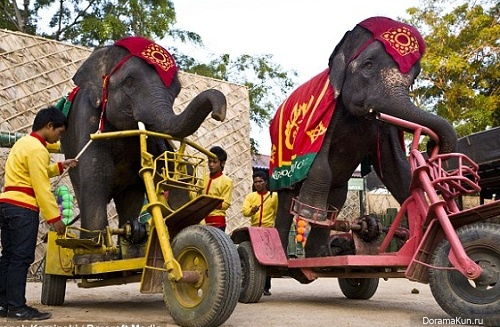 Слоны-велосипедисты (Таиланд)