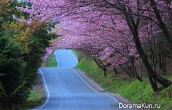 Цветение вишни, Тайвань. Фото