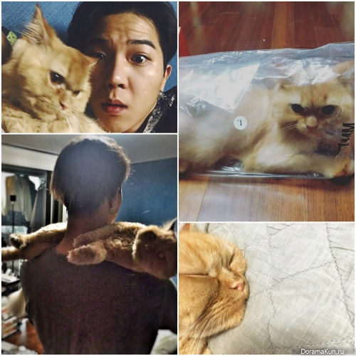 Minо and cat