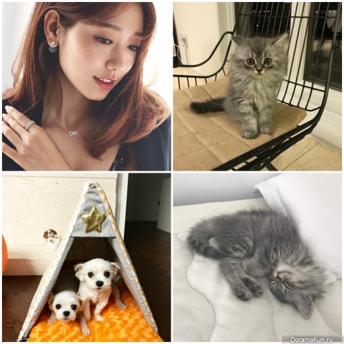 Park Shin Hye and cat