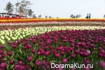 Festival of tulips in Tkheana