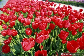 Festival of tulips in Tkheana