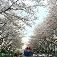 Jinhae-Cherry-Blossom-Festival