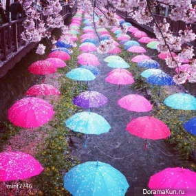 Jinhae-Cherry-Blossom-Festival