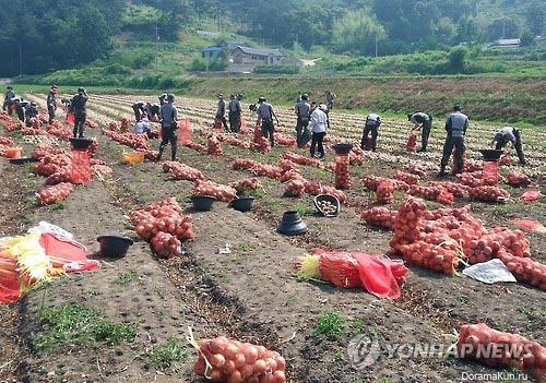 Soldiers help old farmers harvest onions