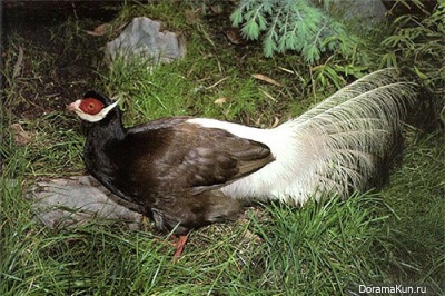 Brown Eared-Pheasant