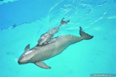 White-Flag Dolphin
