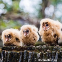 China rescue owls