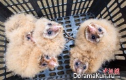 China rescue owls