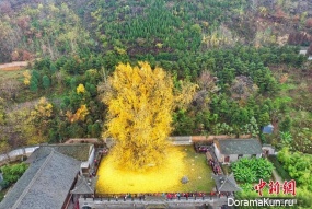 The tree of Emperor Tang dynasty
