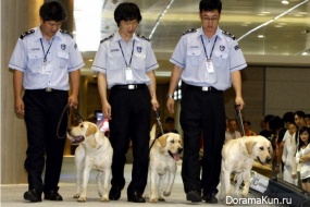 the facts about China and dogs