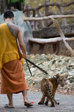 Tiger temple