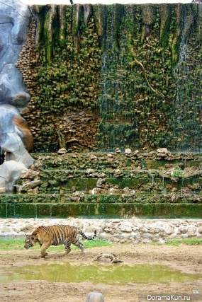 Tiger temple