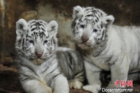 Kunming Yunnan white tiger cubs