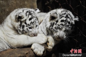 Kunming Yunnan white tiger cubs