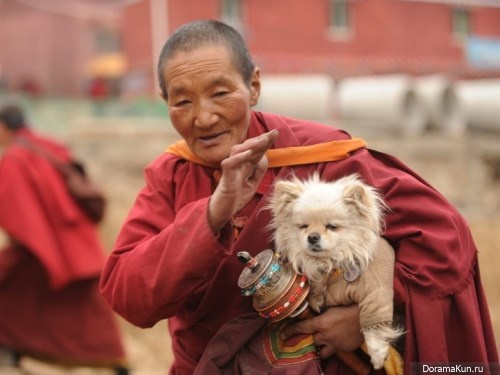 dogs of Tibet