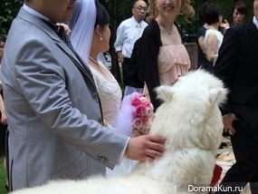 wedding with alpaca