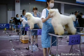 Seoul Dog show
