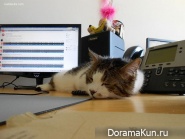 office cat