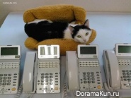 office cat