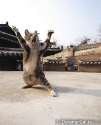 Cats - Fluffy guards Forbidden City