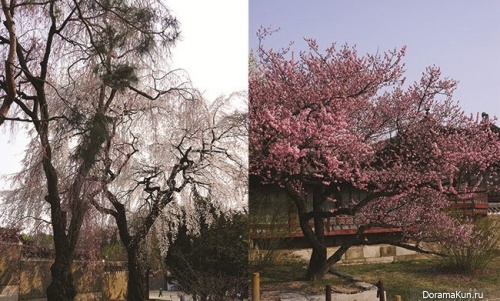 Spring flowering in Korea
