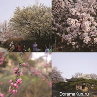Spring flowering in Korea