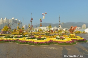 Chrysanthemum Festival Masan