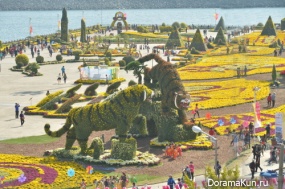 Chrysanthemum Festival Masan
