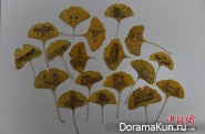 the drawings on the leaves of the tree Ginkgo