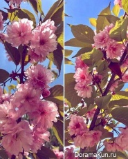 Sakura/Kiev