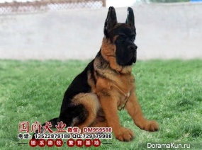 Chinese German Shepherd