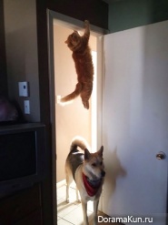 ninja cats