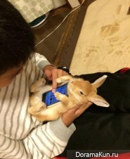 Rabbits and smartphones