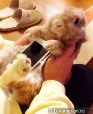 Rabbits and smartphones