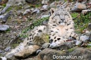 Snow Leopard - Irbis