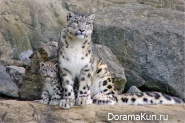Snow Leopard - Irbis