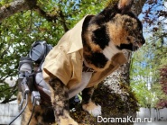 cosplay cat
