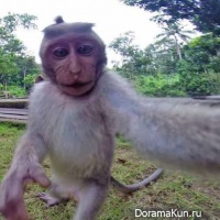 Monkey selfie