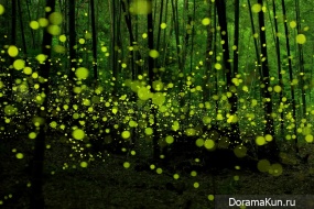 Japanese fireflies