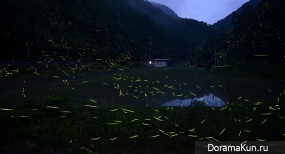 Japanese fireflies
