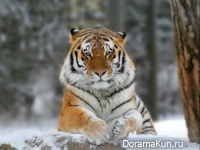 Tiger- Hengdaohezi