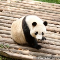 Panda sweet tooth